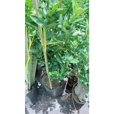 Cây Tắc Cho Sai Trái