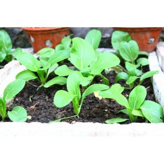Hạt giống Cải Chít 50 hạt