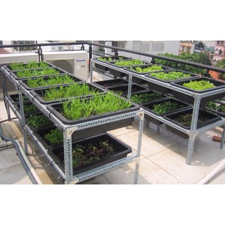 Combo 5 Khay trồng rau đen 65x42x16cm