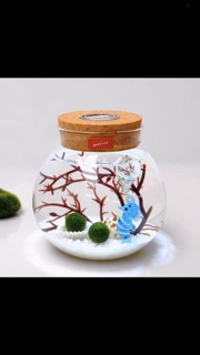 Set Tảo cầu Marimo bình thuỷ tinh đèn LED (như hình)