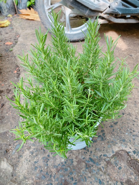 Chậu Hương Thảo size lớn