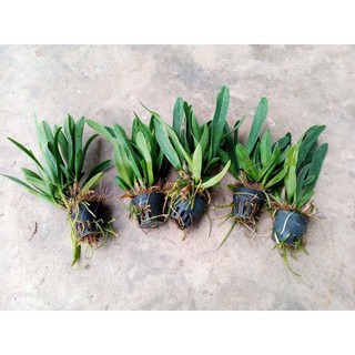 Lan Cattleya Thơm màu trắng tím (cây con)