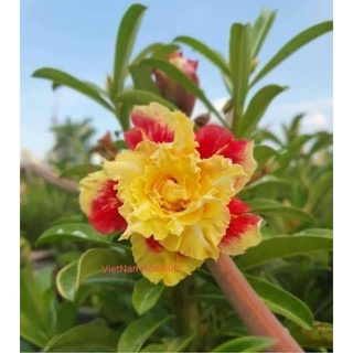Cây sứ ghép giống mới