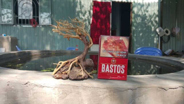 Lũa Bonsai cấy rêu ôm đá. drc