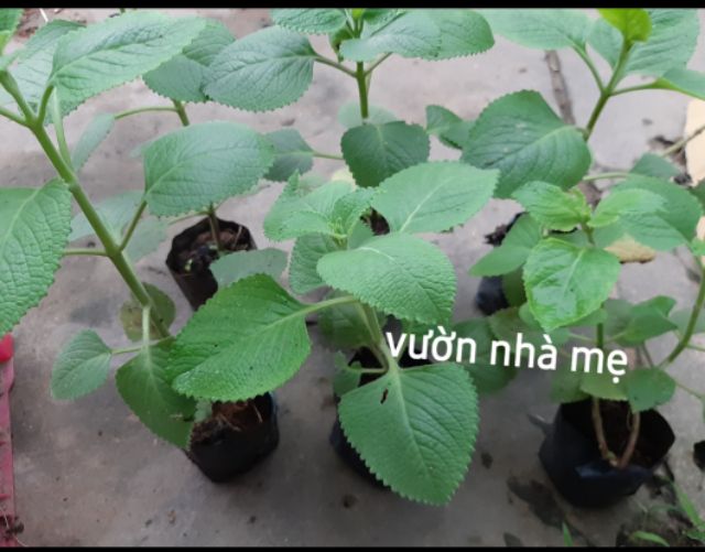 Cây húng chanh trị ho