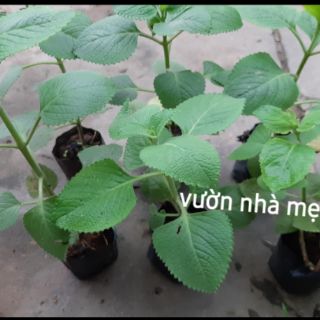 Cây húng chanh ( tần lá dày) 1 bầu 2 cây giống