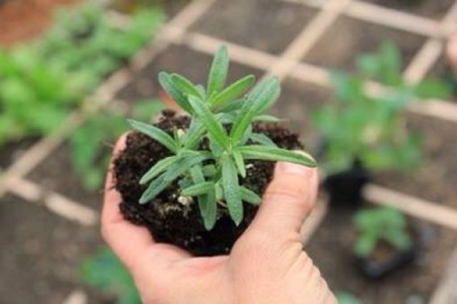 HẠT GIỐNG HƯƠNG THẢO ROSEMARY TỈ LỆ NẢY MẦM TRÊN 90%