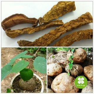 Sỉ toàn quốc giá rẻ củ bình vôi khô 500g - 1kg