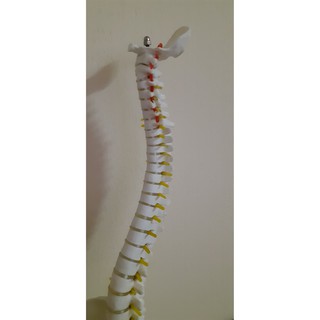 Mô hình cột sống 45cm