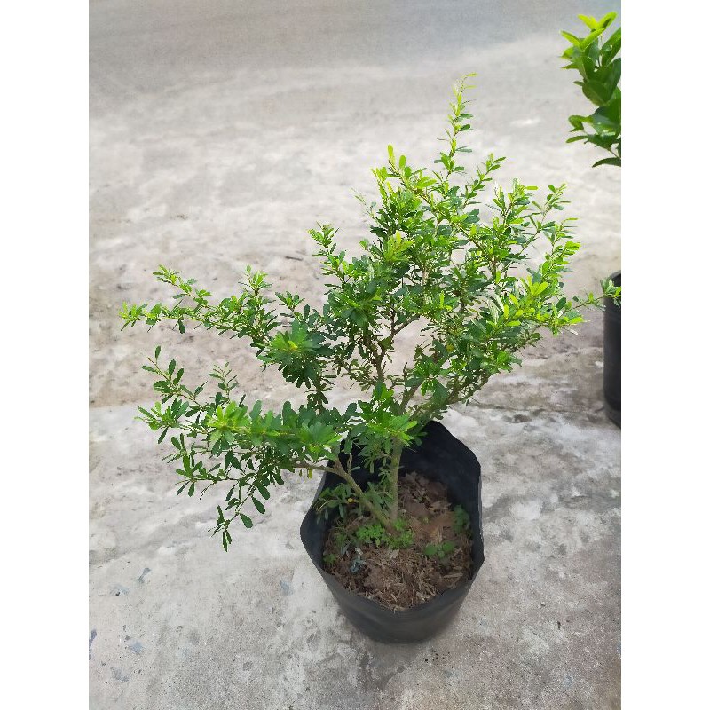 Cây Linh Sam - cây bonsai - Cây cảnh trong nhà + Tặng phân bón cho cây mau lớn