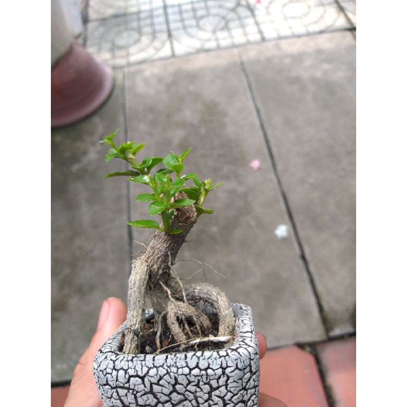 Sam hương mini Bonsai