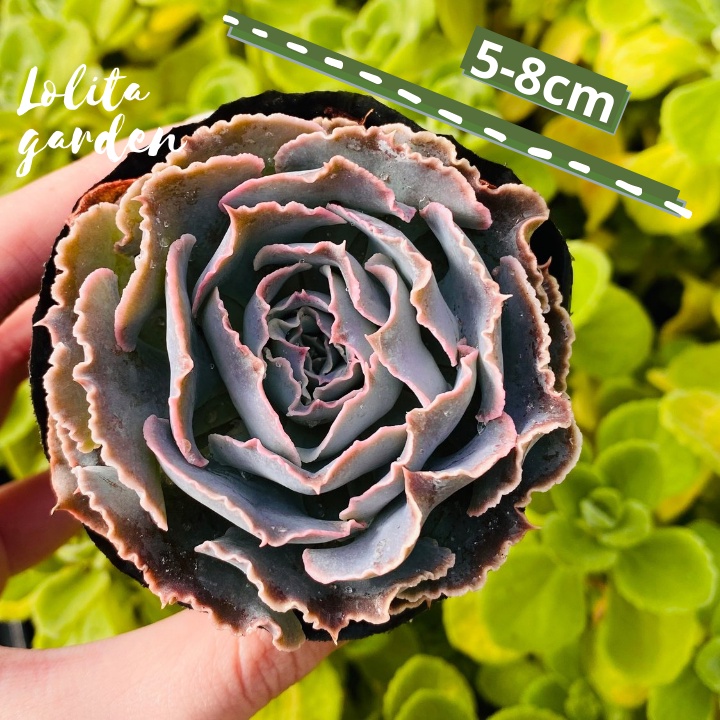 Sen đá bắp cải light purple Đà Lạt size bé cây cảnh trang trí nhà cửa Lolita garden