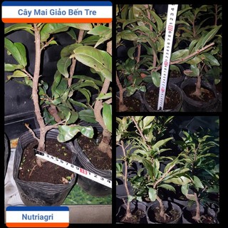 Cây Mai Giảo Nhiều Cánh Giống Bến Tre