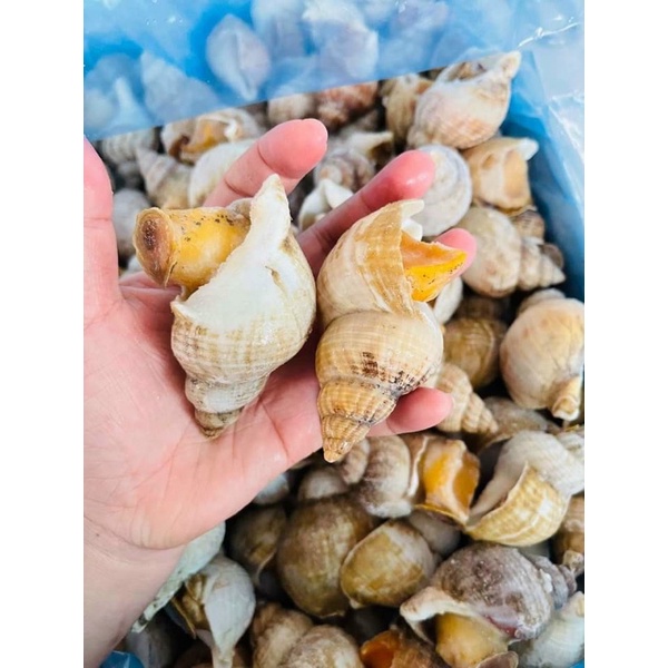 Ốc Bulot Pháp - 500g/1kg