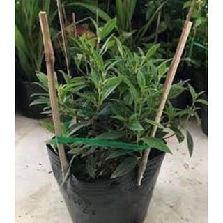 CÂY HOA MUA TÍM THÁI LAN SIÊU ĐẸP