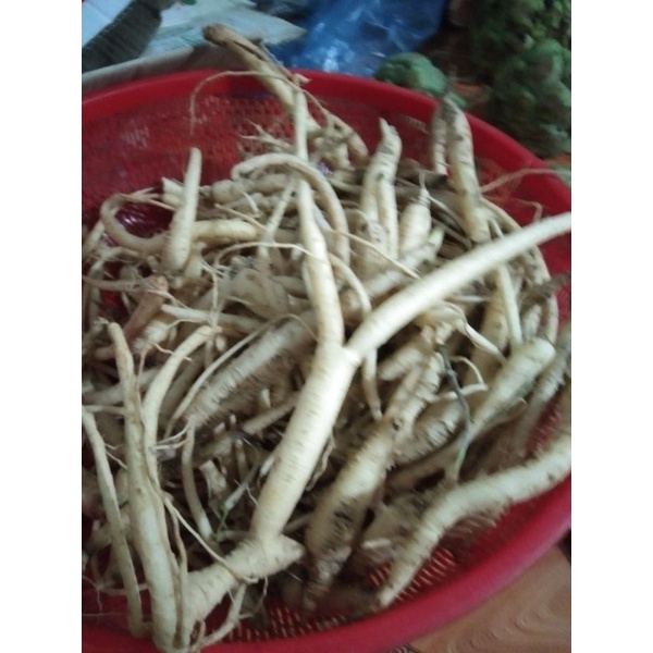 Đẳng sâm tươi Rừng Mường Tè 1kg