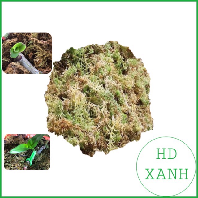Rêu rừng trồng lan 200g