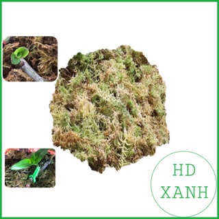 Rêu rừng trồng lan 200g