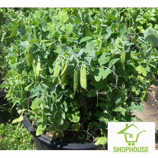 shophouse 10 gram đậu hà lan siêu ngọn ăn lá quả dẹp có thể ăn cả quả  SHOP HOUSE  TẾT KHUYẾN MẠI