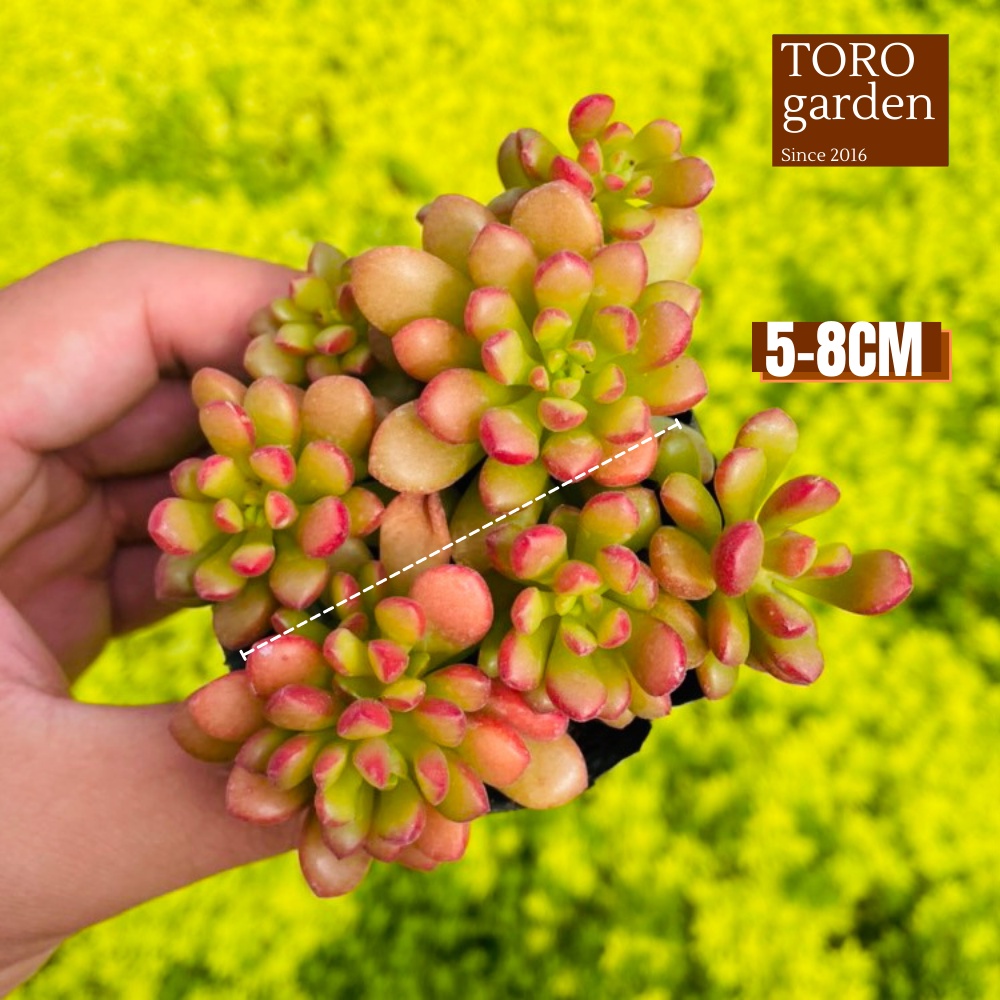Sen đá sedum cam Đà Lạt size bé cây cảnh trang trí nhà cửa Toro garden