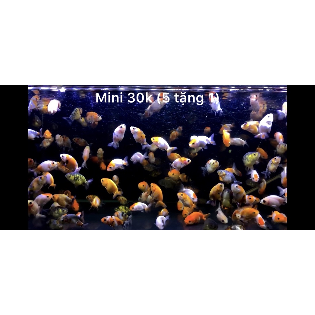 Cá cảnh Ranchu mini - 30k (mua 5 tặng 1)