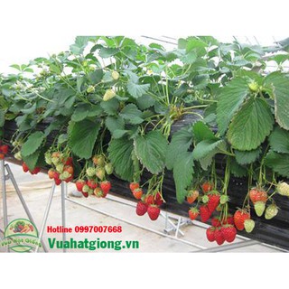 Hạt giống dâu tây - Rau củ quả trồng tại vườn, sân thượng, nông trang, ban công