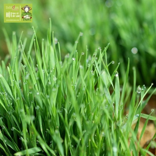 Lon Bột Cỏ Lúa Mì Dalahouse Hữu Cơ Hộp 120g