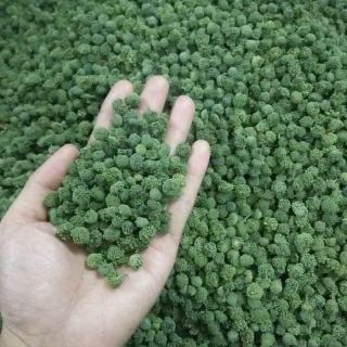 1kg nụ hoa tam thất ( loại không cuống)
