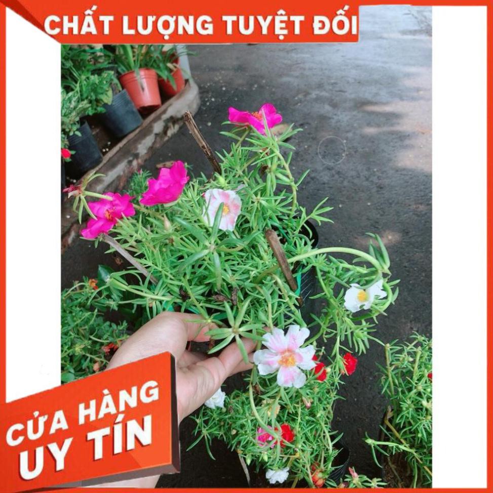 Hoa Mười Giờ Mỹ