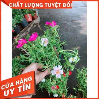 Hoa Mười Giờ Mỹ