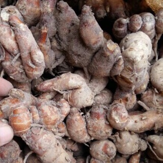 500g Củ Địa liền