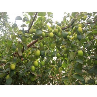 Cây táo đại ngọt (combo 2 cây)