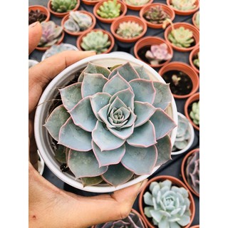 sen đá Hồng phấn lớn (10cm)