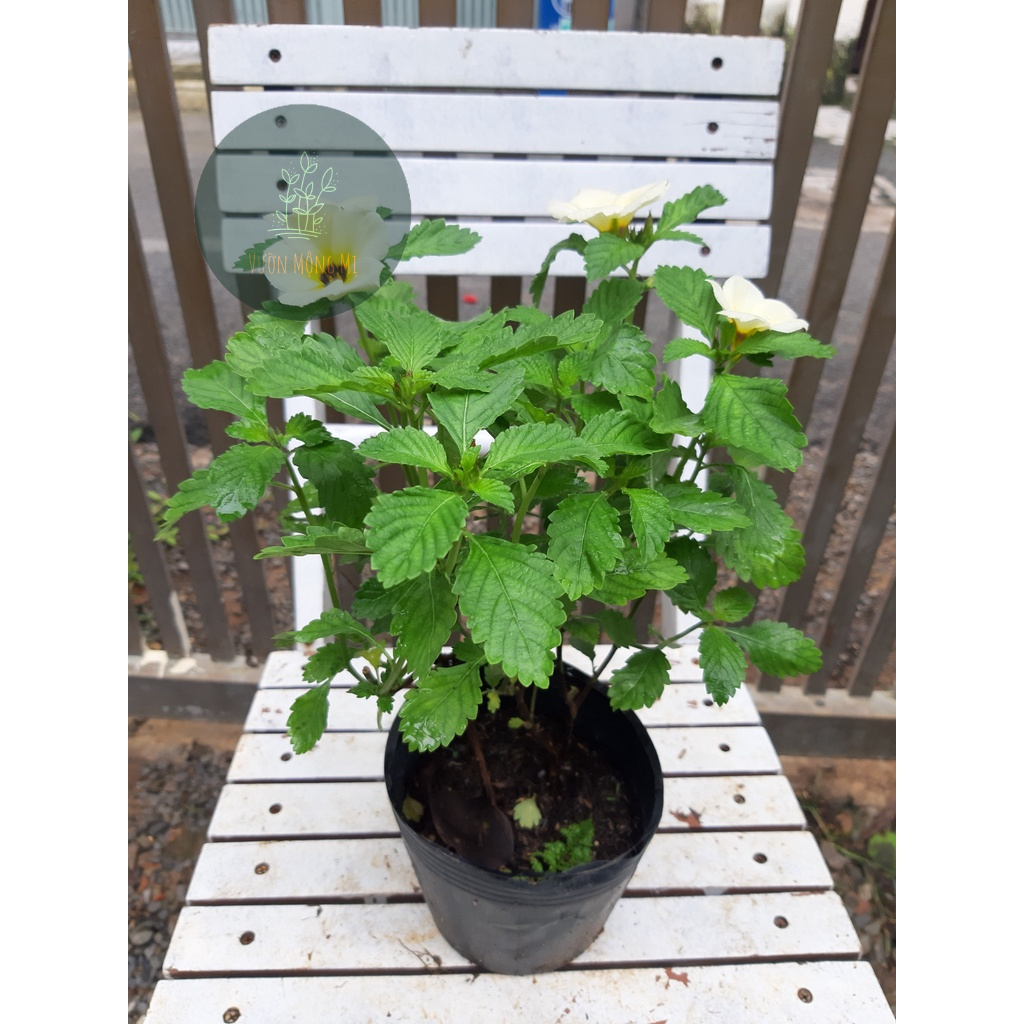 Cây đông hầu kem