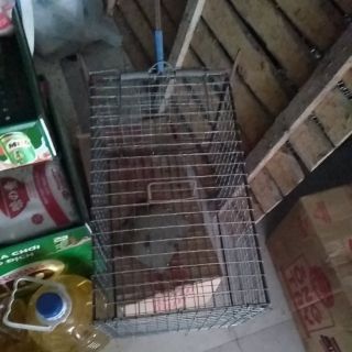lồng Bẫy chuột,mèo,sóc 50*30
