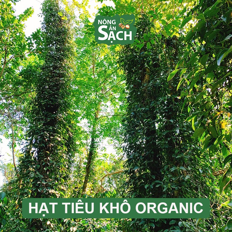 Hạt Tiêu Sạch Organic Bình Phước Chín Đỏ Phơi Khô