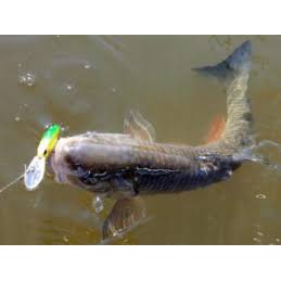 Mồi DUO Realis Shad 62DR SP