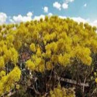 Cây Phượng vàng (Cây Phượng hoa vàng), hoa cực đẹp, hiếm, lạ, cây giống gửi đi nguyên bầu , cây đẹp, giống chuẩn