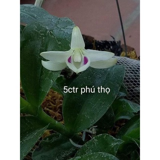 Phi Điệp 5 Cánh Trắng (5ct) Phú Thọ gieo hạt