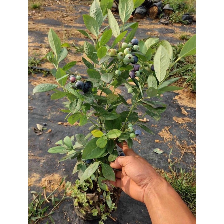 Việt Quất tứ quý  cho trái 4 mùa  - Trang Flowers