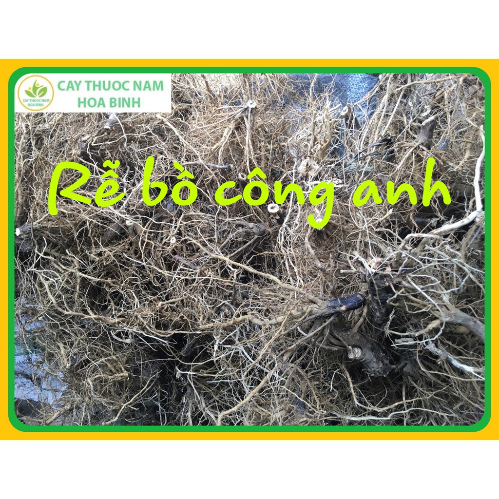 1kg Rễ bồ công anh hỗ trợ điều trị ung thư