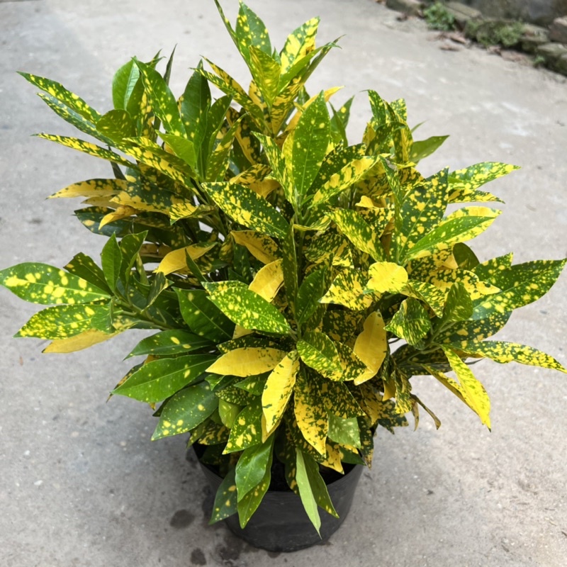 Cây cô tòng vàng anh cao 25-30cm, cây cảnh trồng ven tường, trang trí sân vườn và công viên