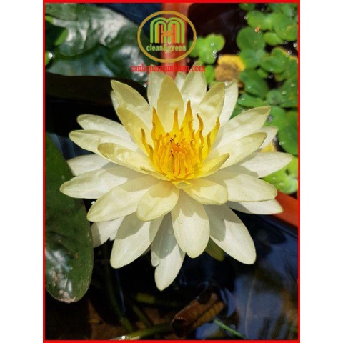 Bùn sông trồng sen, súng Nhật, cây thủy sinh 5kgMinh Hân Garden