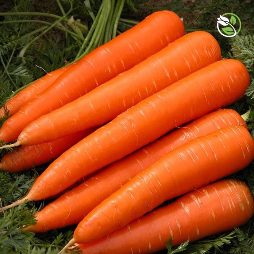 Hạt giống Cà rốt New Kuroda Phú Nông - Gói 2g - Carrot New Kuroda