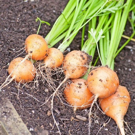 Hạt giống cà rốt, củ cải đỏ tròn-dài (hạt giống nhập khẩu)