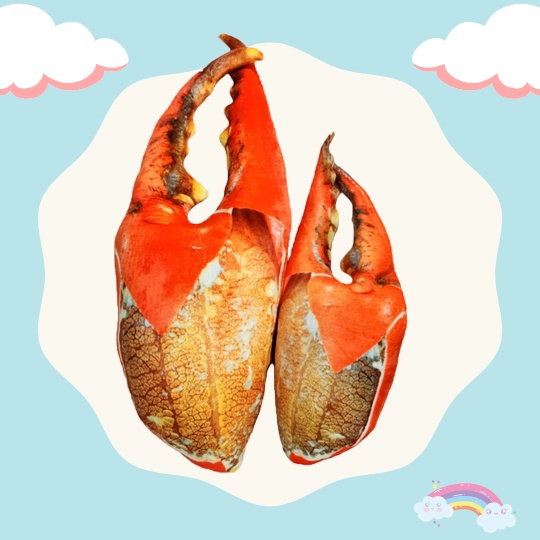 GẤU BÔNG HÌNH CÀNG CUA 3D NHƯ THẬT