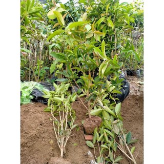 CÂY GIỐNG MỘC HƯƠNG
