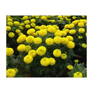 Hạt giống vạn thọ thái cao lỡ cổ lùn Cửu Long Asenta Sài Gòn gói 1 g