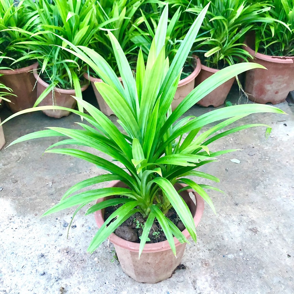 Cây lá nếp size trung - THẾ GIỚI HOA CÂY CẢNH - .