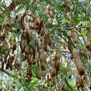 Cây giống ME THÁI NGỌT CƠM DÀY SIÊU QUẢ, DÒNG QUẢ SỚM, CAM KẾT chuẩn hàng F1, năng suất cao - CGMTSQDQS